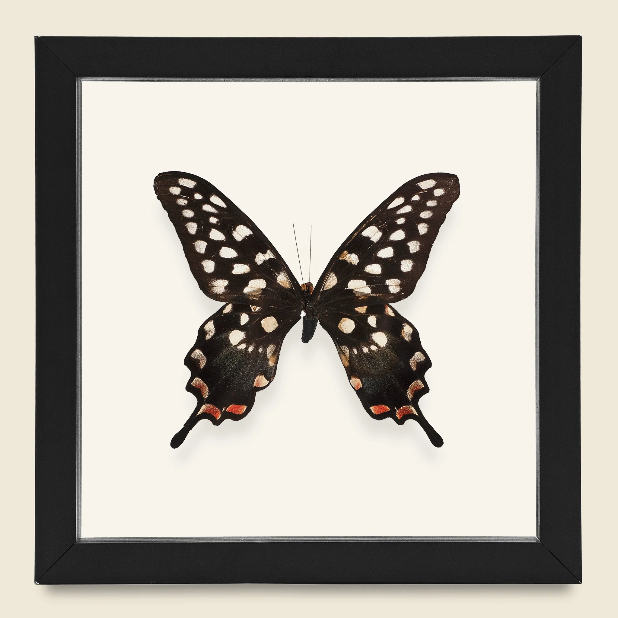 Framed Giant Swallowtail Butterfly