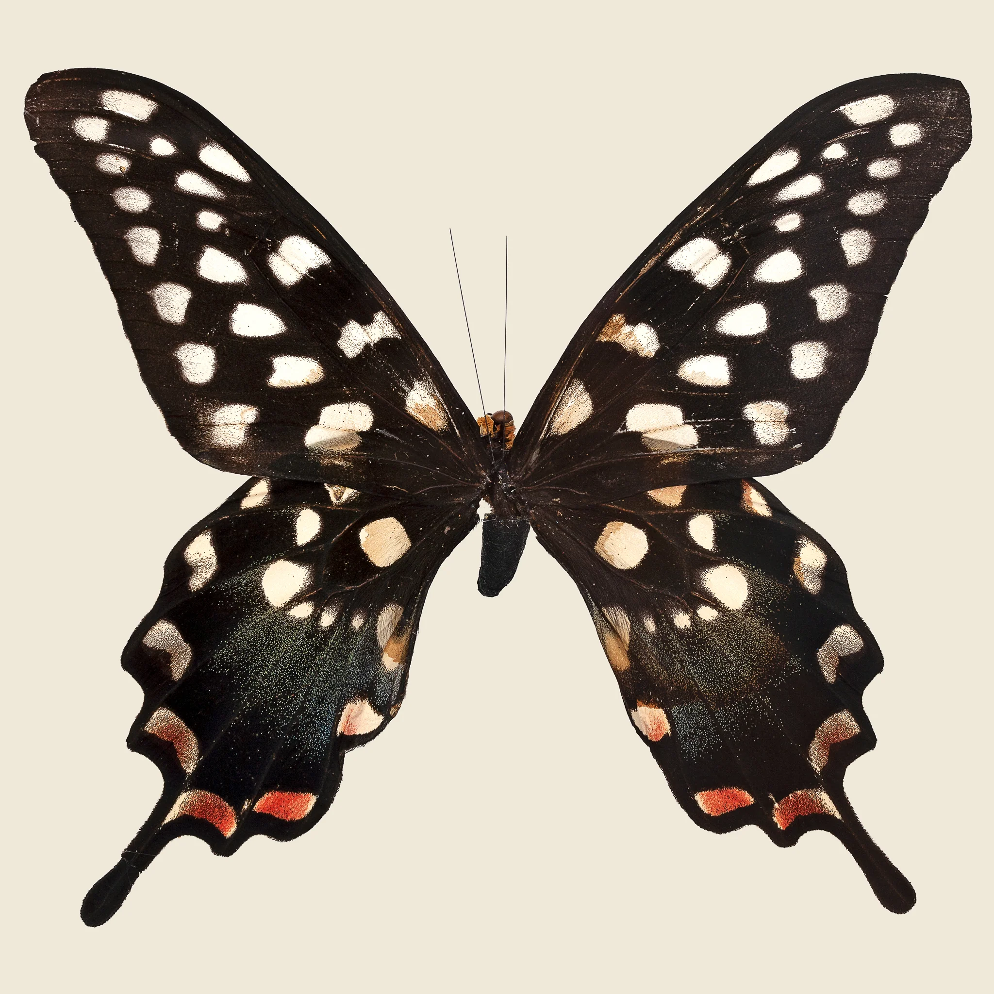 Framed Giant Swallowtail Butterfly - Image 2