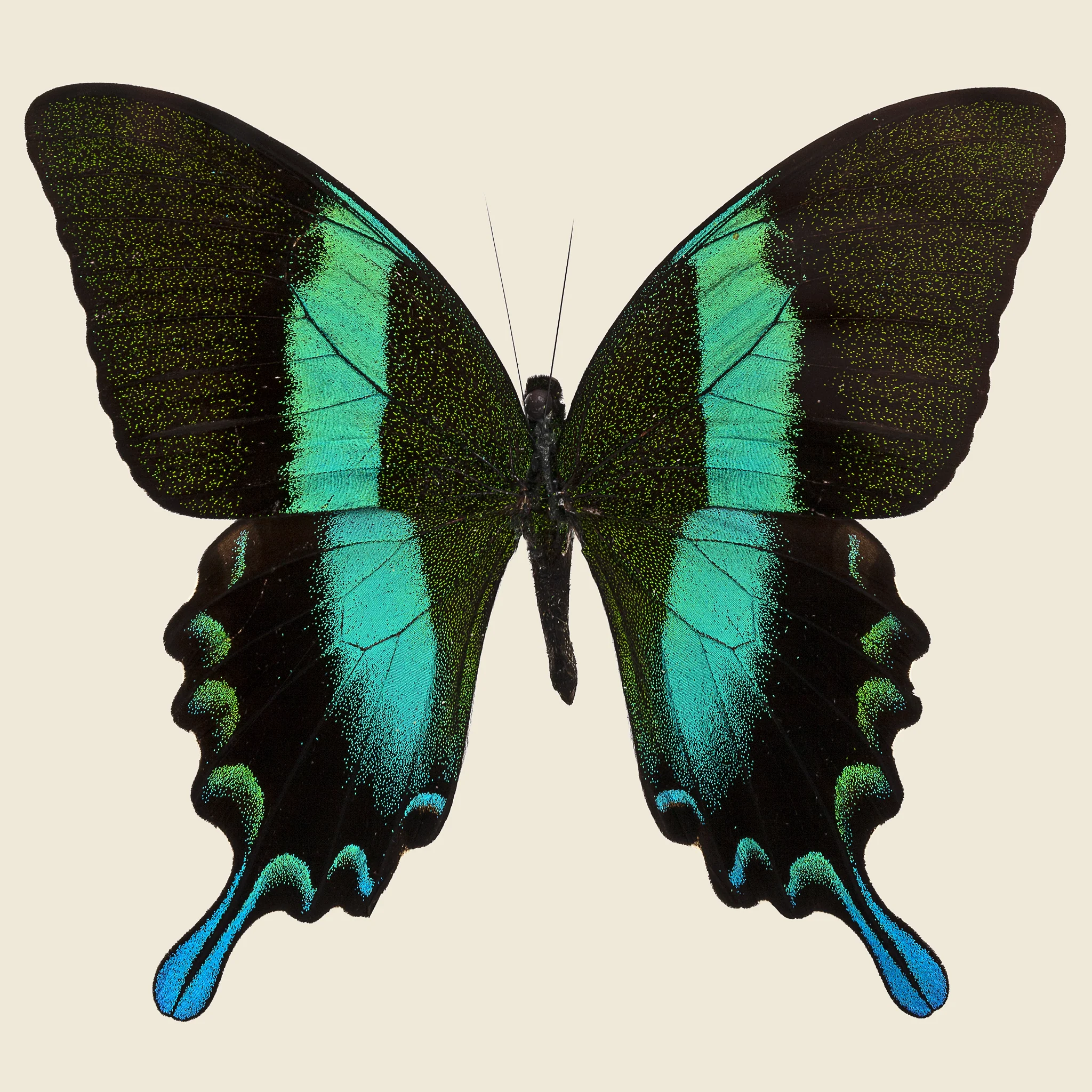 Framed Peacock Swallowtail Butterfly - Image 2