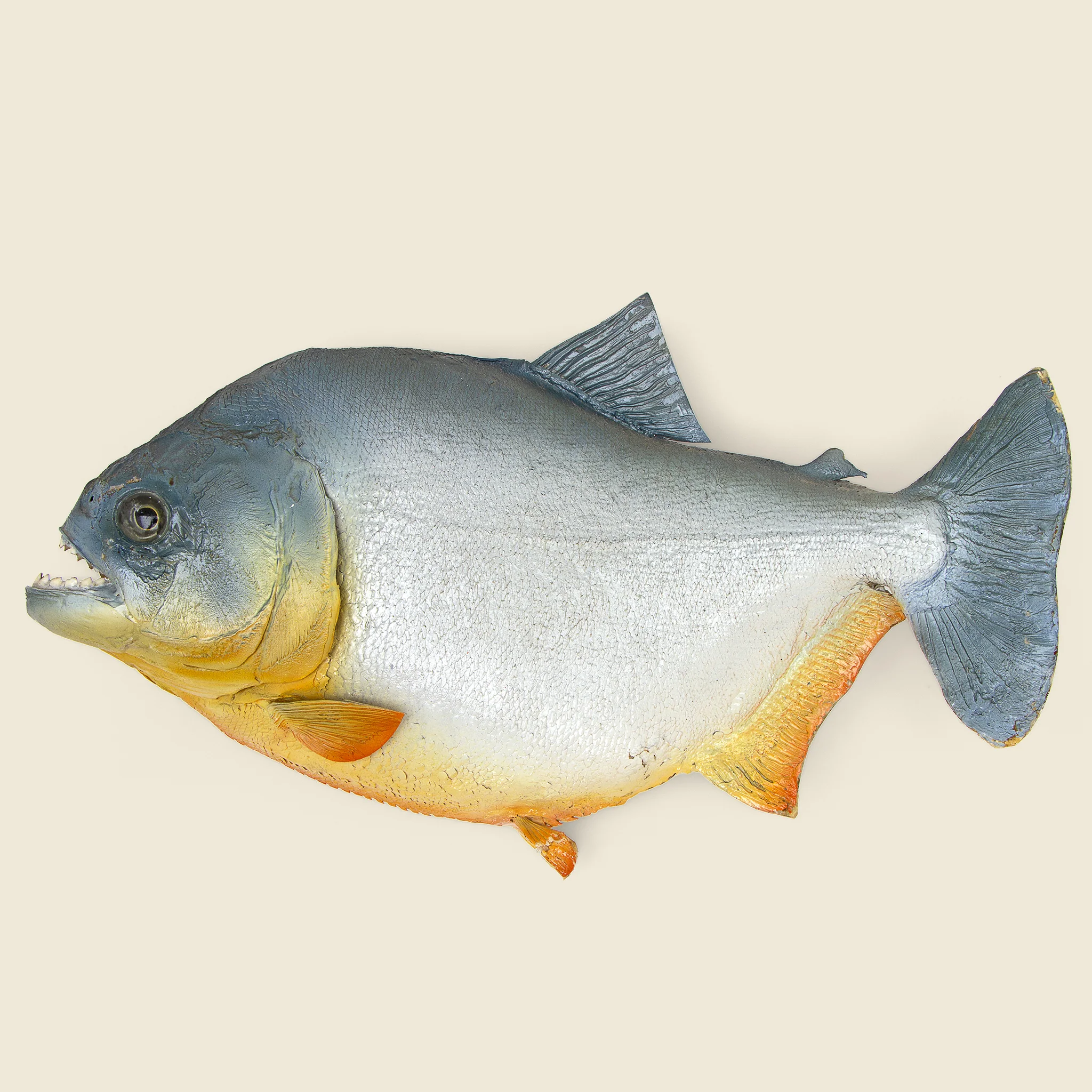 Large Taxidermy Piranha