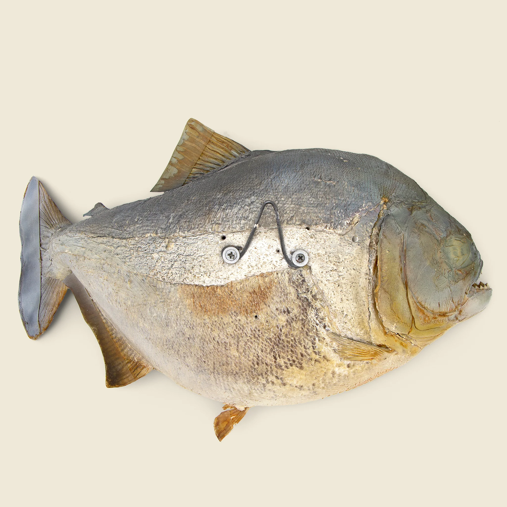 Large Taxidermy Piranha - Image 2