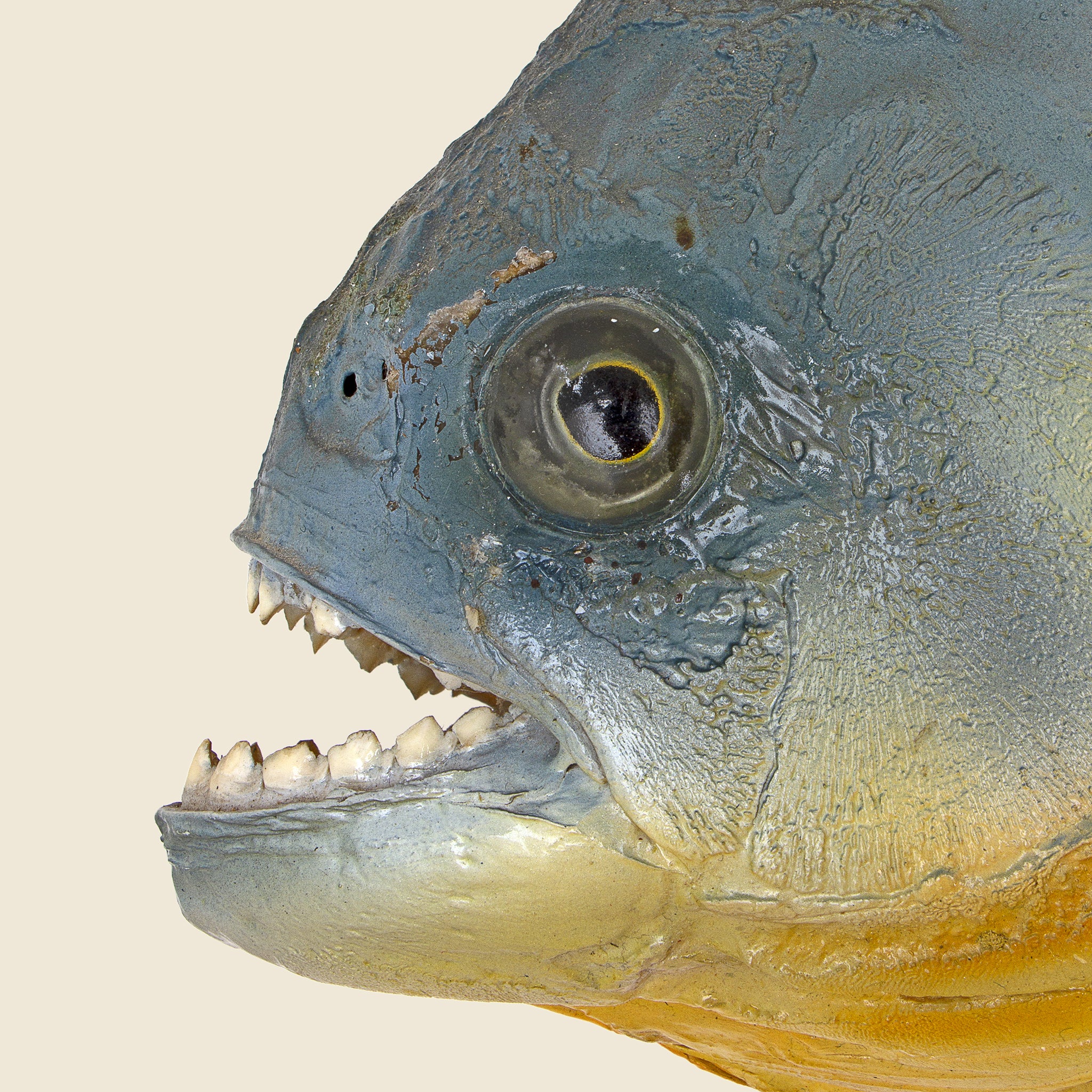Large Taxidermy Piranha - Image 3
