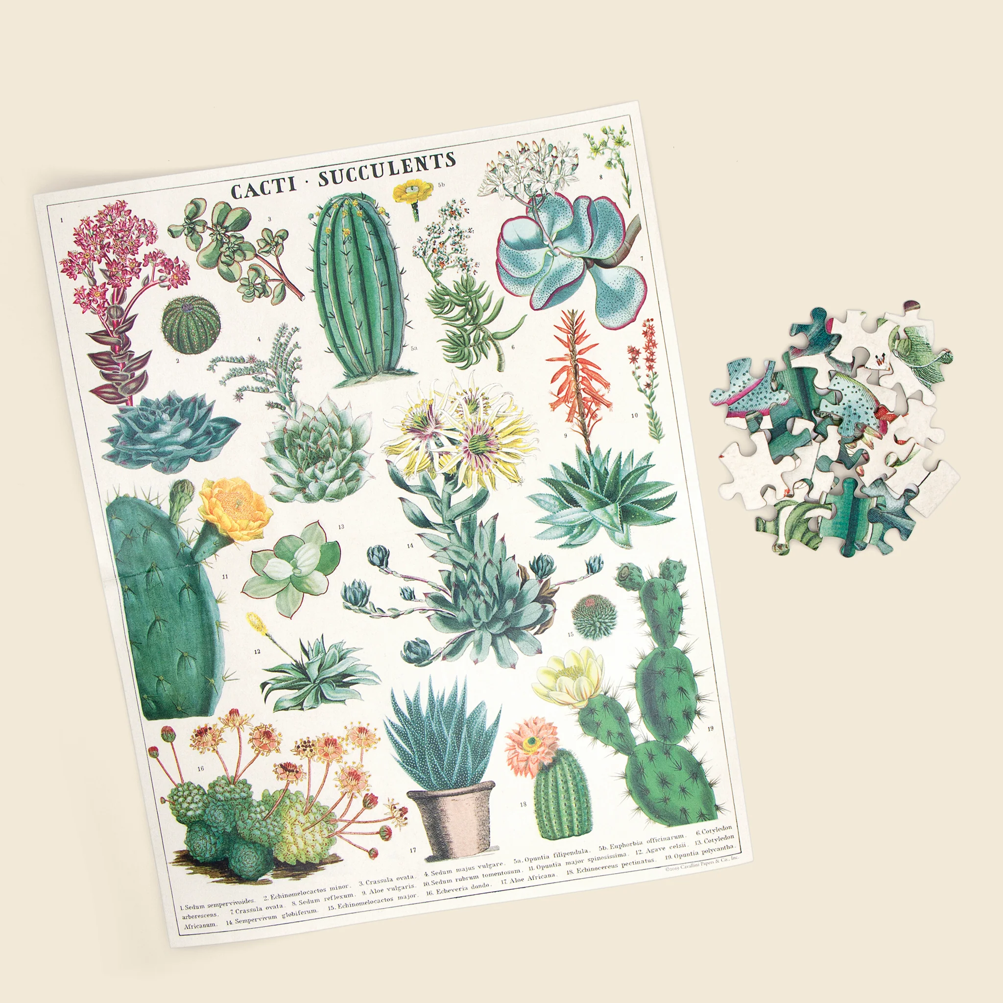 Cactus Puzzle - Image 2